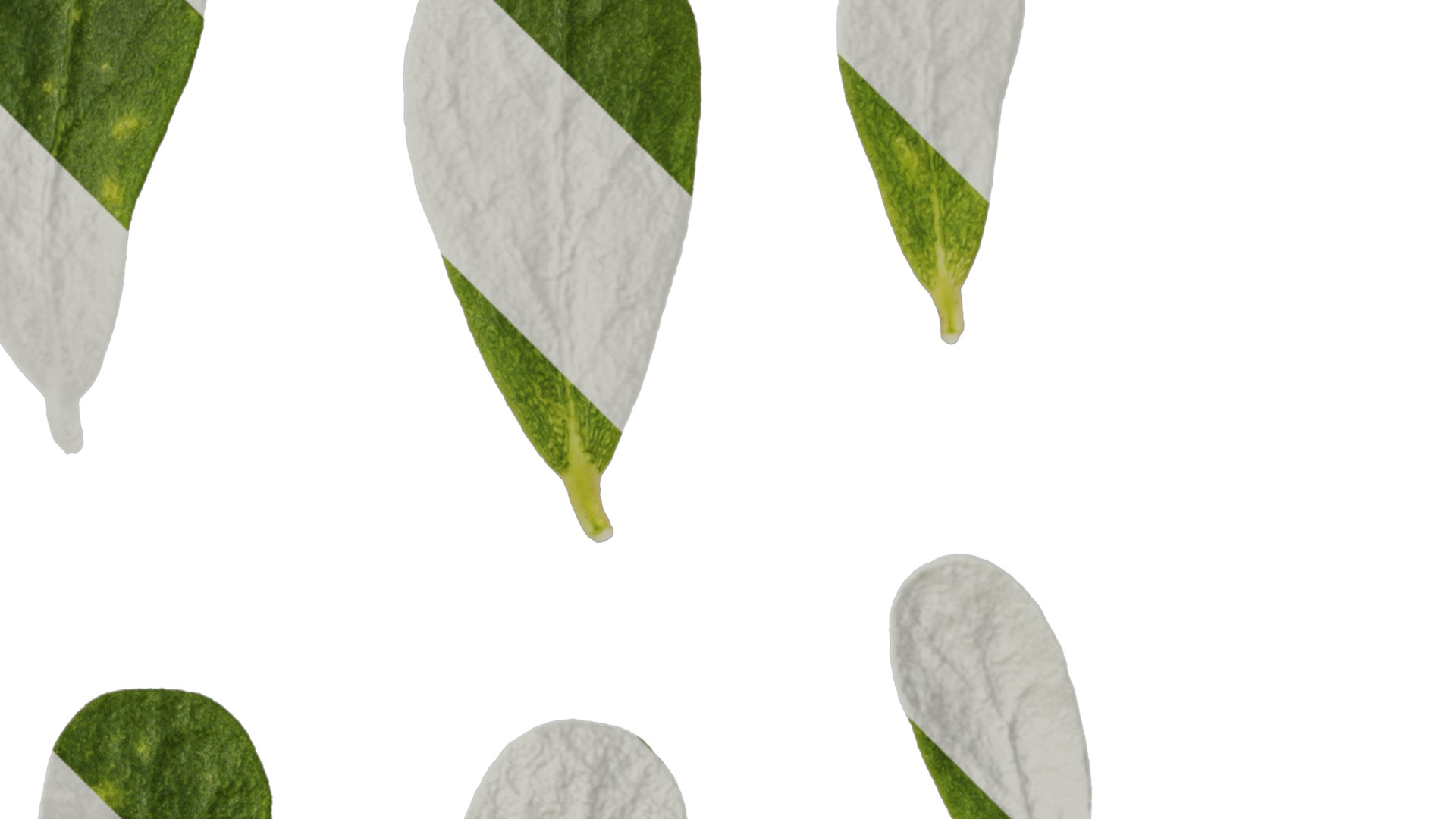 Anydrafts Portulaca oleracea Leaf 02 Texture_2