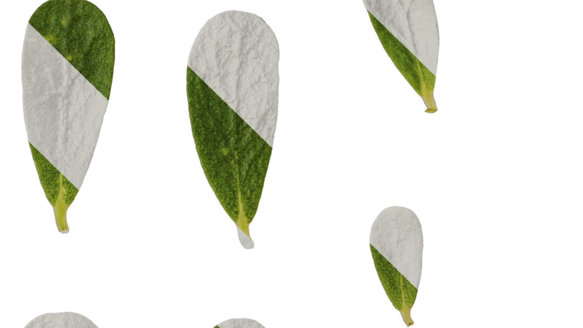 Anydrafts Portulaca oleracea Leaf 02 Texture_4