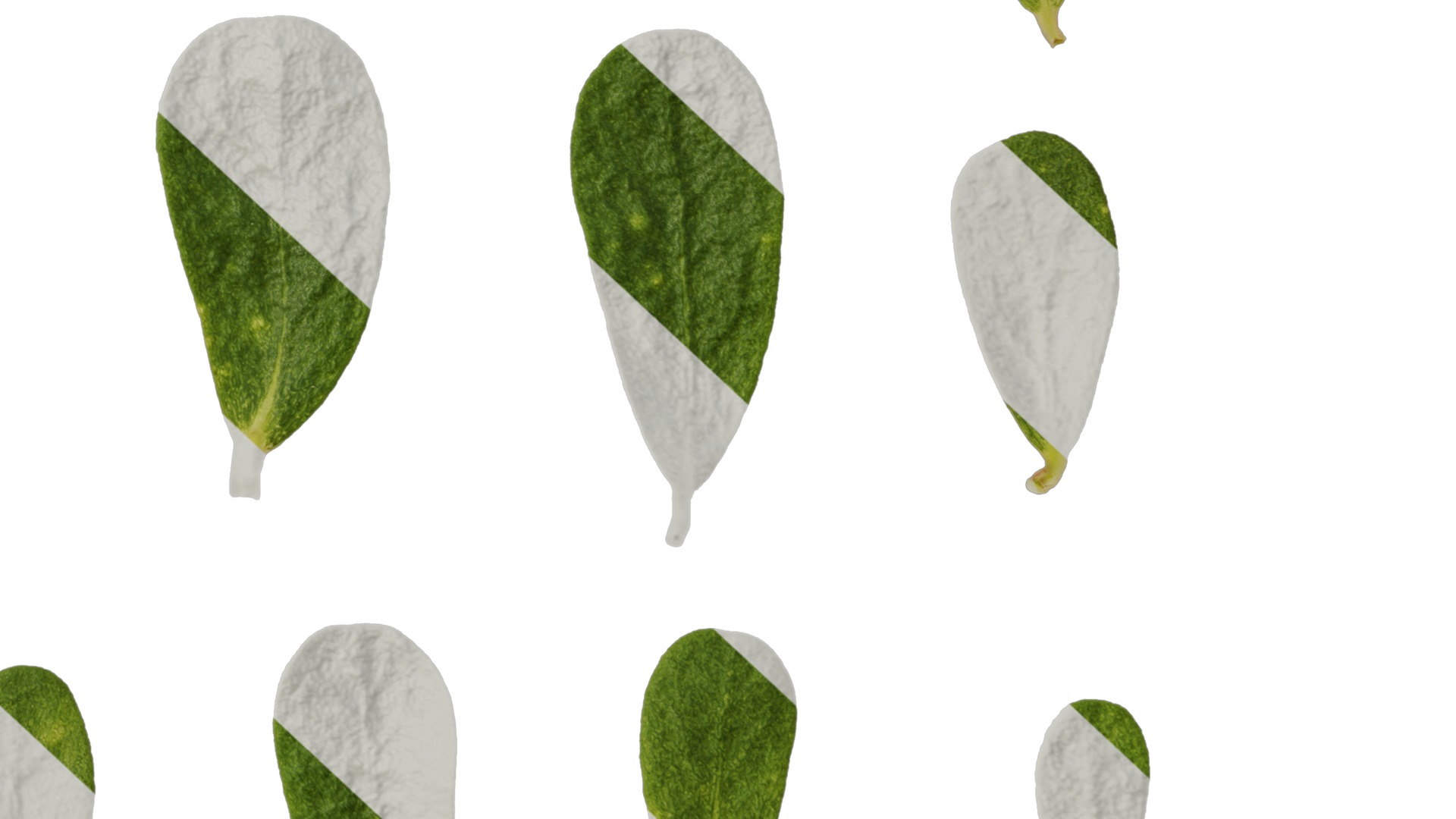 Anydrafts Portulaca oleracea Leaf 02 Texture_6