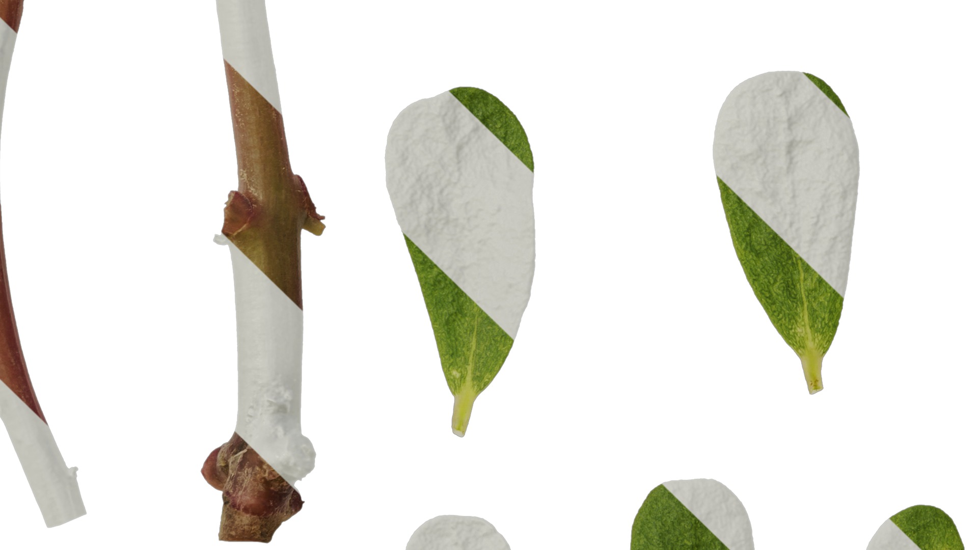 Anydrafts Portulaca oleracea Leaf 02 Texture_5