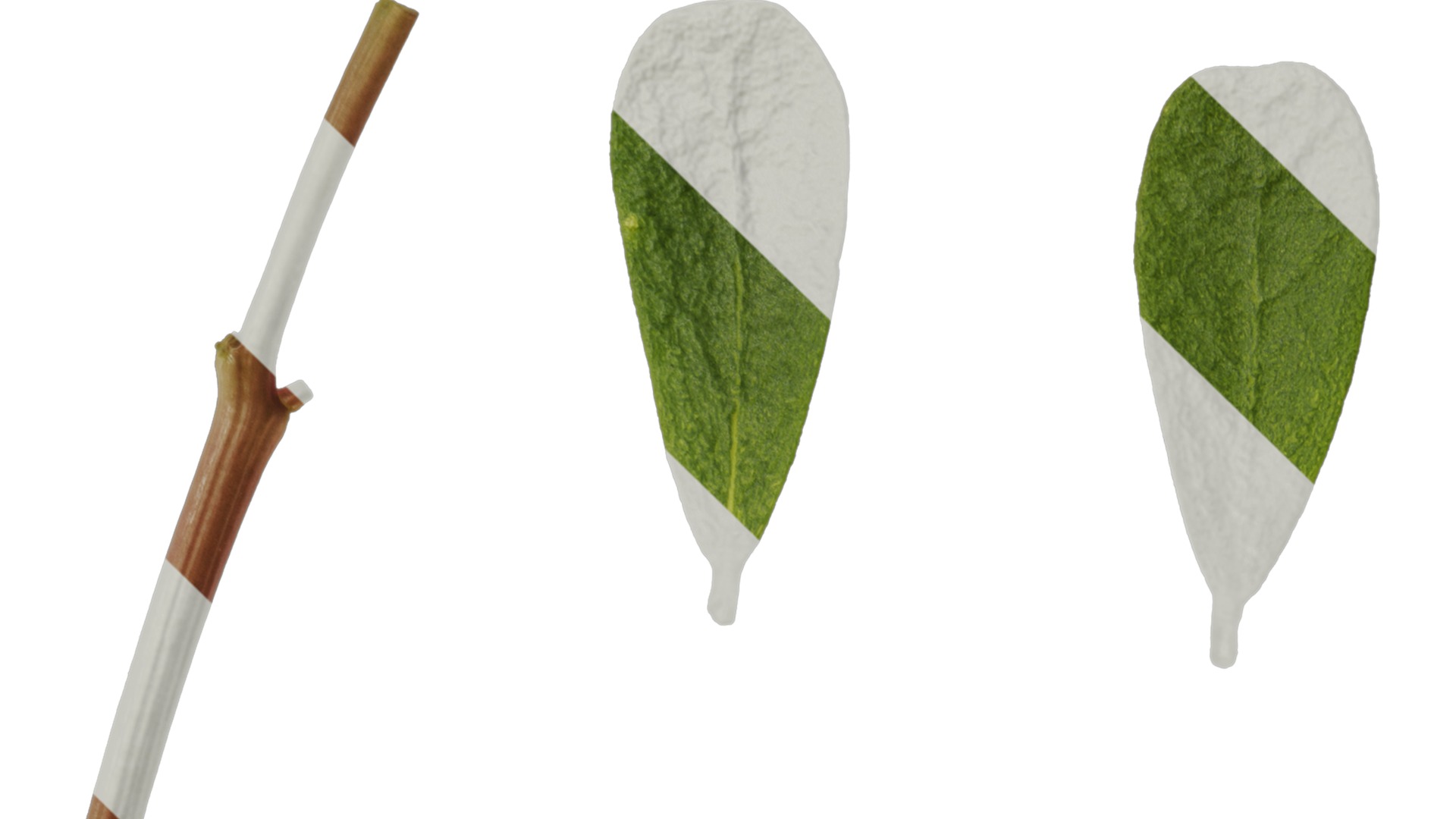 Anydrafts Portulaca oleracea Leaf 02 Texture_1