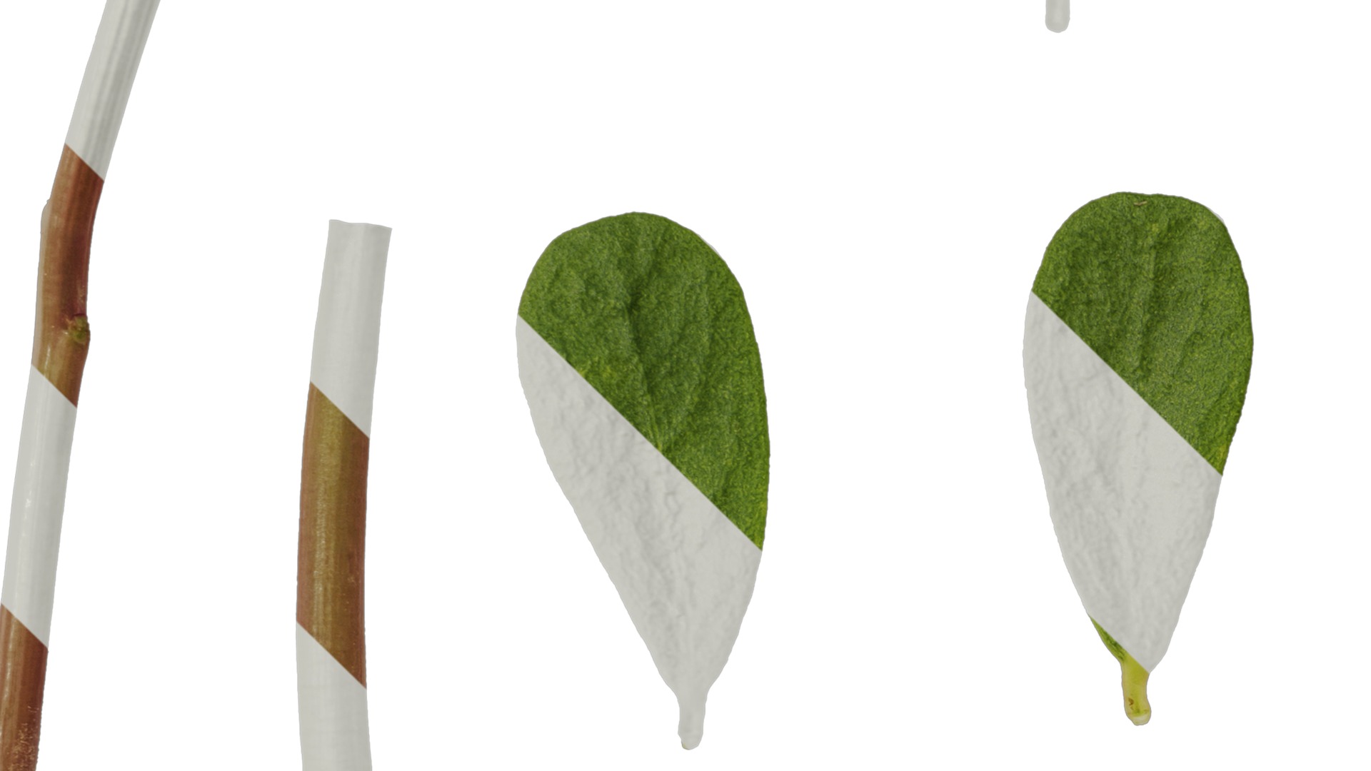 Anydrafts Portulaca oleracea Leaf 02 Texture_3