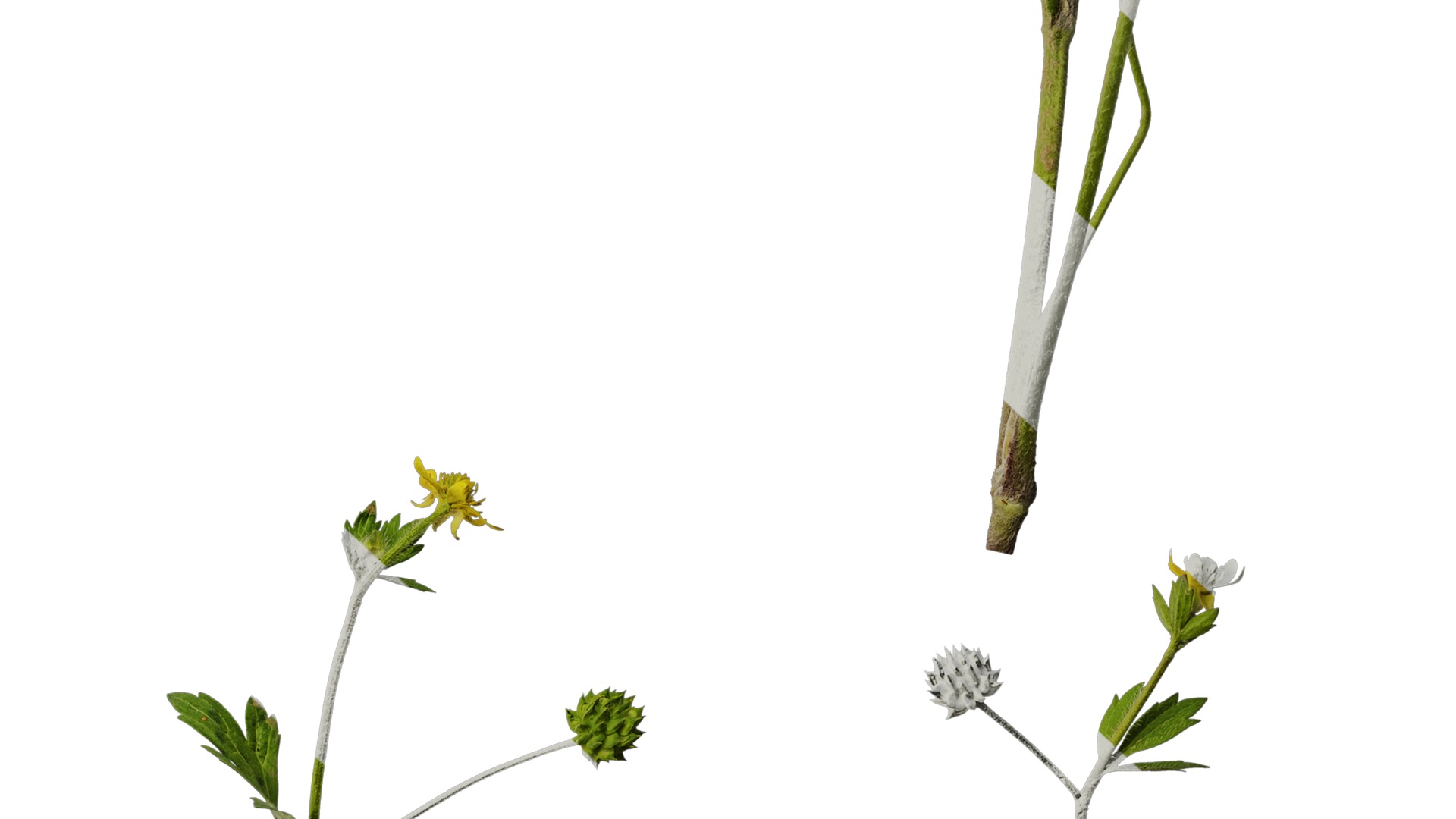 Anydrafts Ranunculus cantoniensis Atlas 01 Texture_6