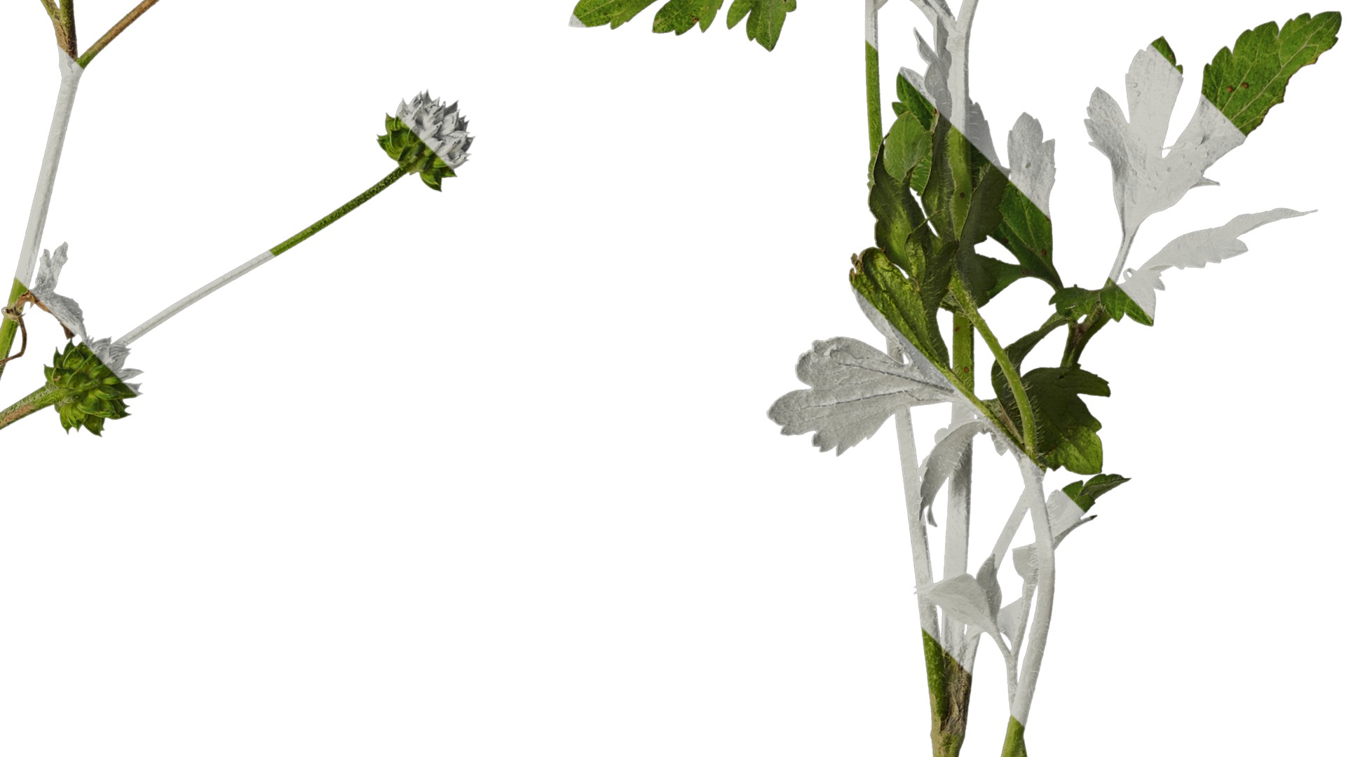 Anydrafts Ranunculus cantoniensis Atlas 01 Texture_4