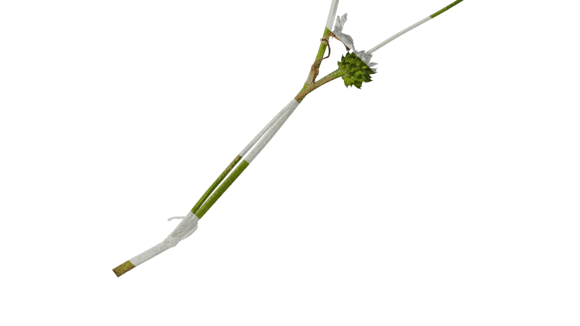 Anydrafts Ranunculus cantoniensis Atlas 01 Texture_7