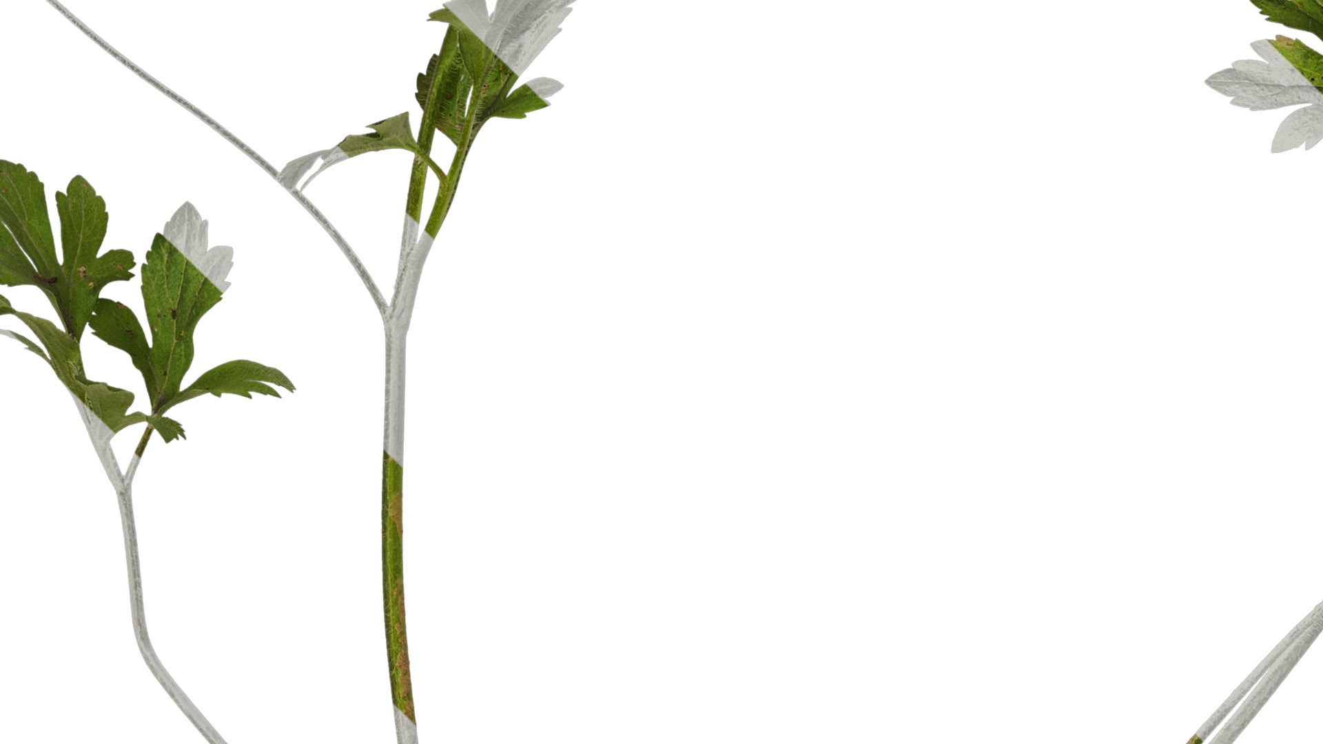 Anydrafts Ranunculus cantoniensis Atlas 01 Texture_3