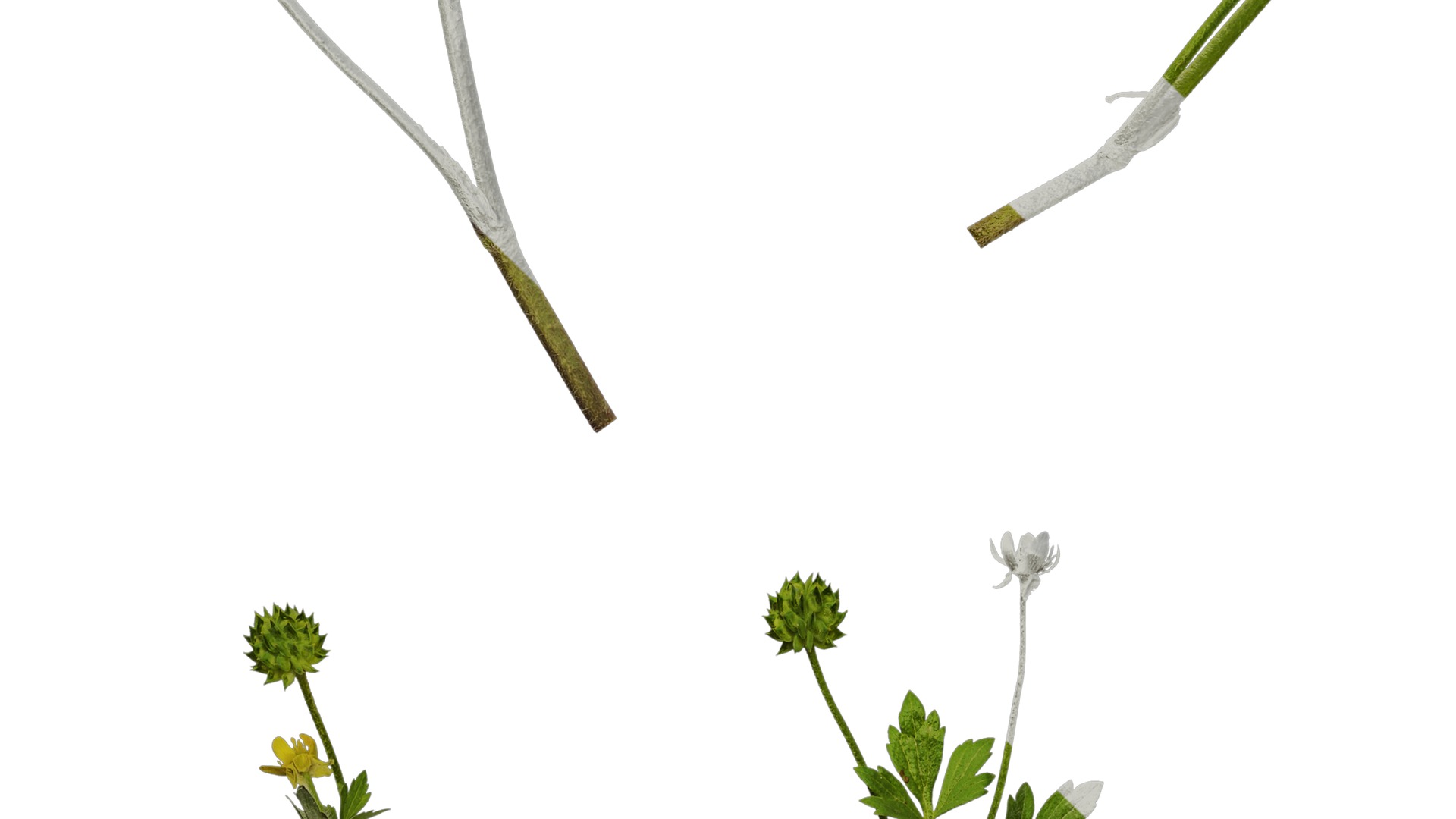 Anydrafts Ranunculus cantoniensis Atlas 01 Texture_5