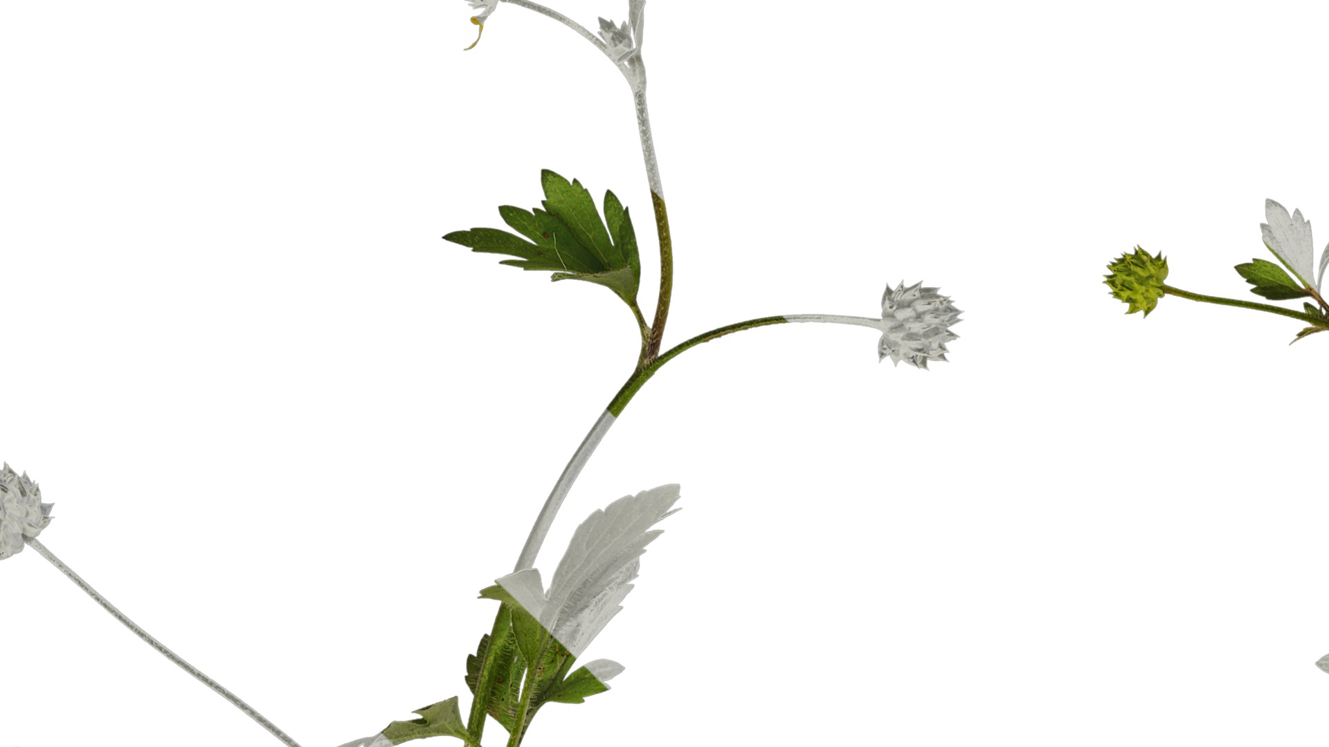 Anydrafts Ranunculus cantoniensis Atlas 01 Texture_1