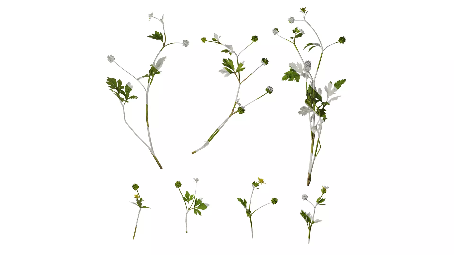 Anydrafts Ranunculus cantoniensis Atlas 01 Texture_0