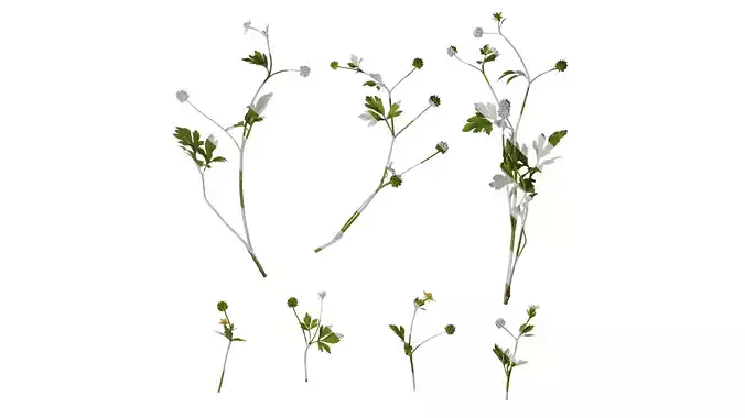 Anydrafts Ranunculus cantoniensis Atlas 01