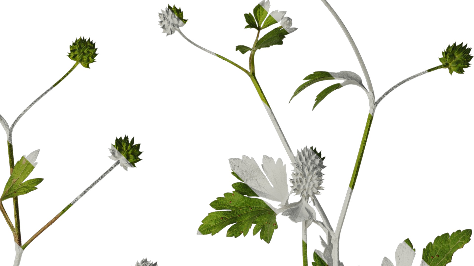 Anydrafts Ranunculus cantoniensis Atlas 01 Texture_2