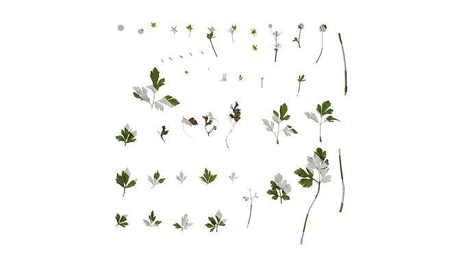 Anydrafts Ranunculus cantoniensis Atlas 02 Texture