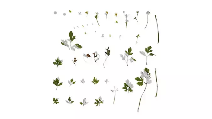 Anydrafts Ranunculus cantoniensis Atlas 02