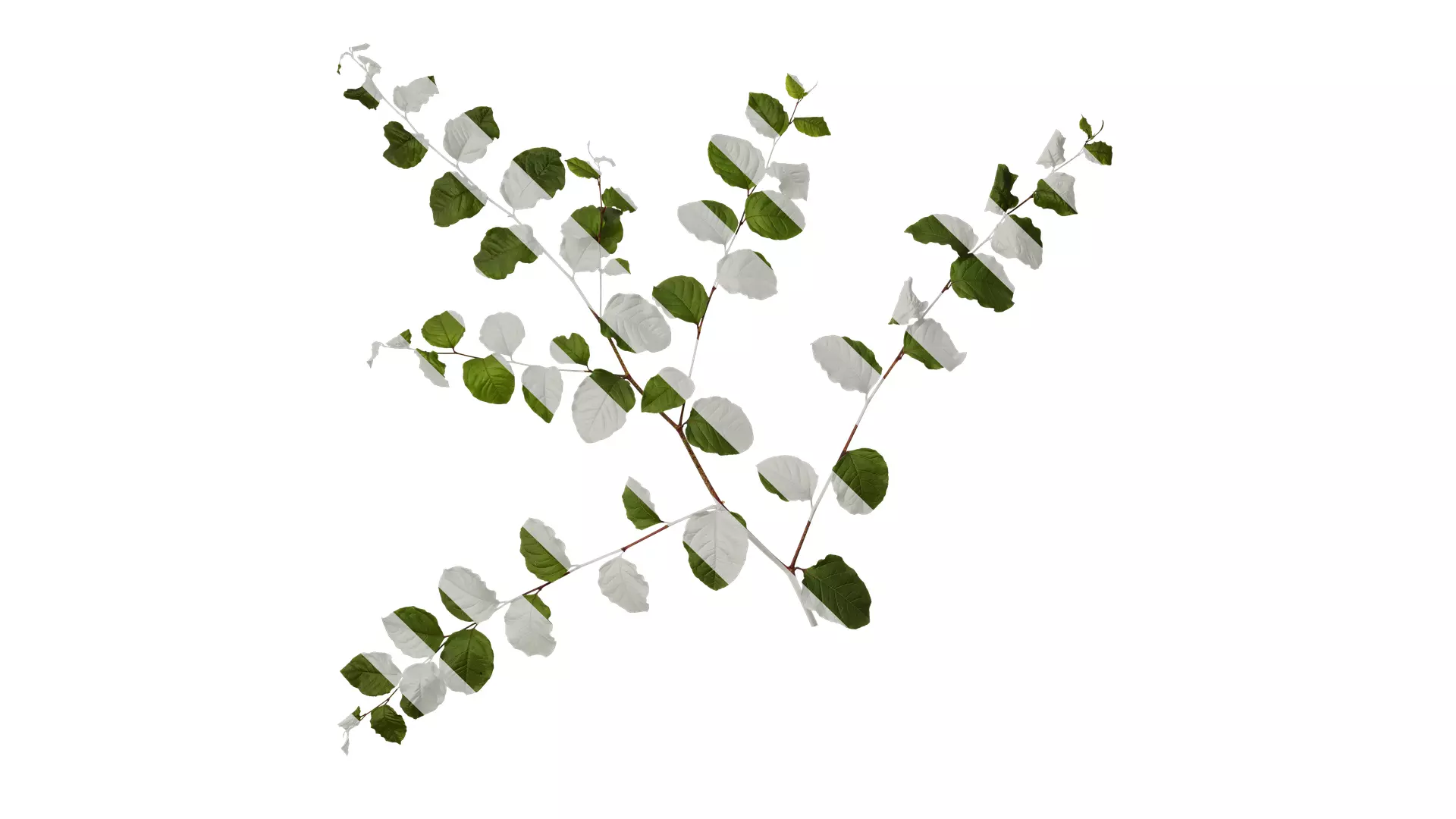 Anydrafts Reynoutria japonica Atlas 01 Texture