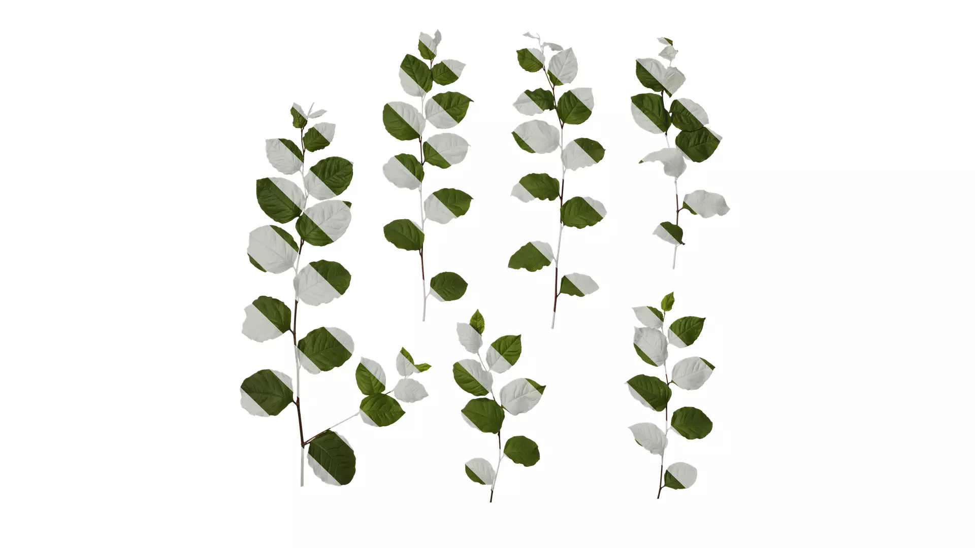 Anydrafts Reynoutria japonica Atlas 02 Texture