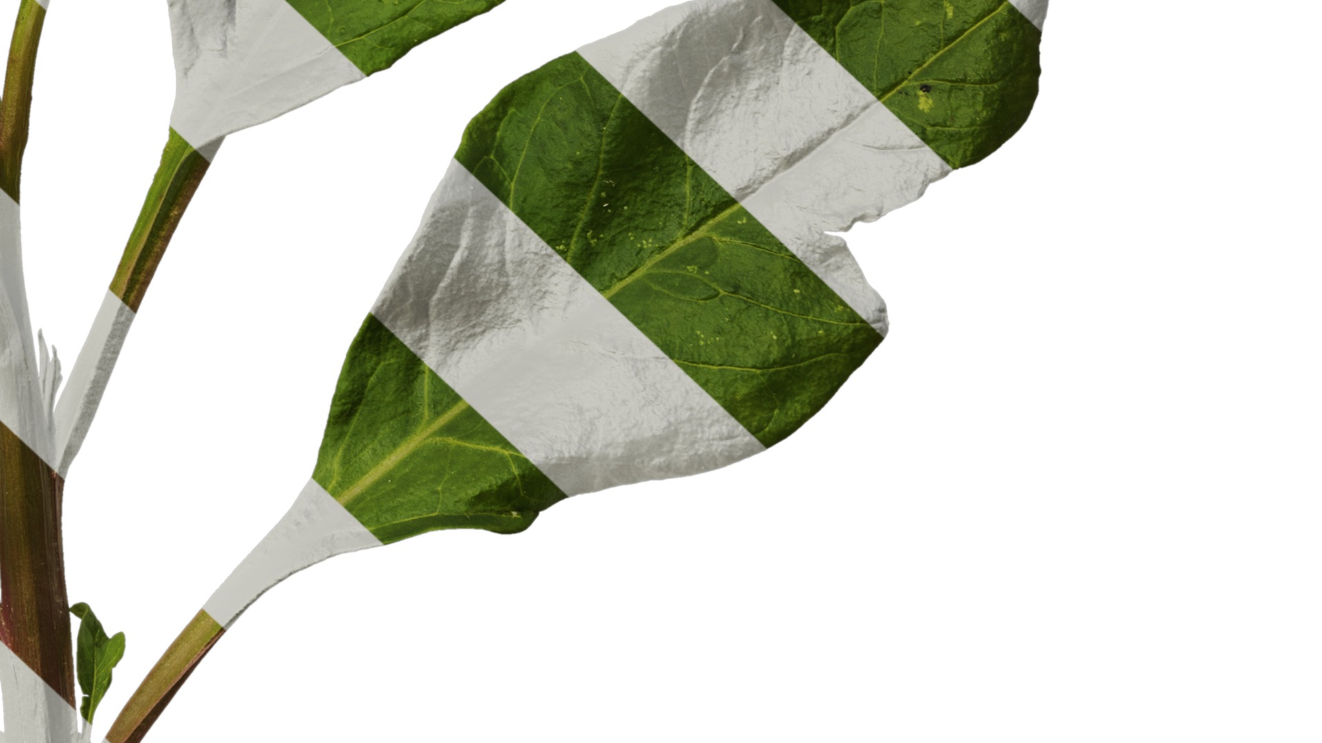 Anydrafts Rumex crispus Atlas 11 Texture_6