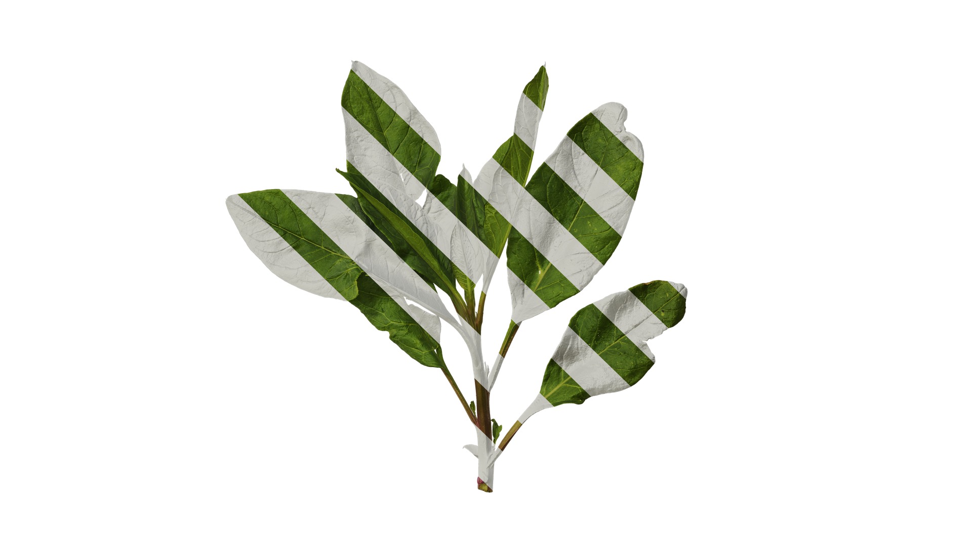 Anydrafts Rumex crispus Atlas 11 Texture_1