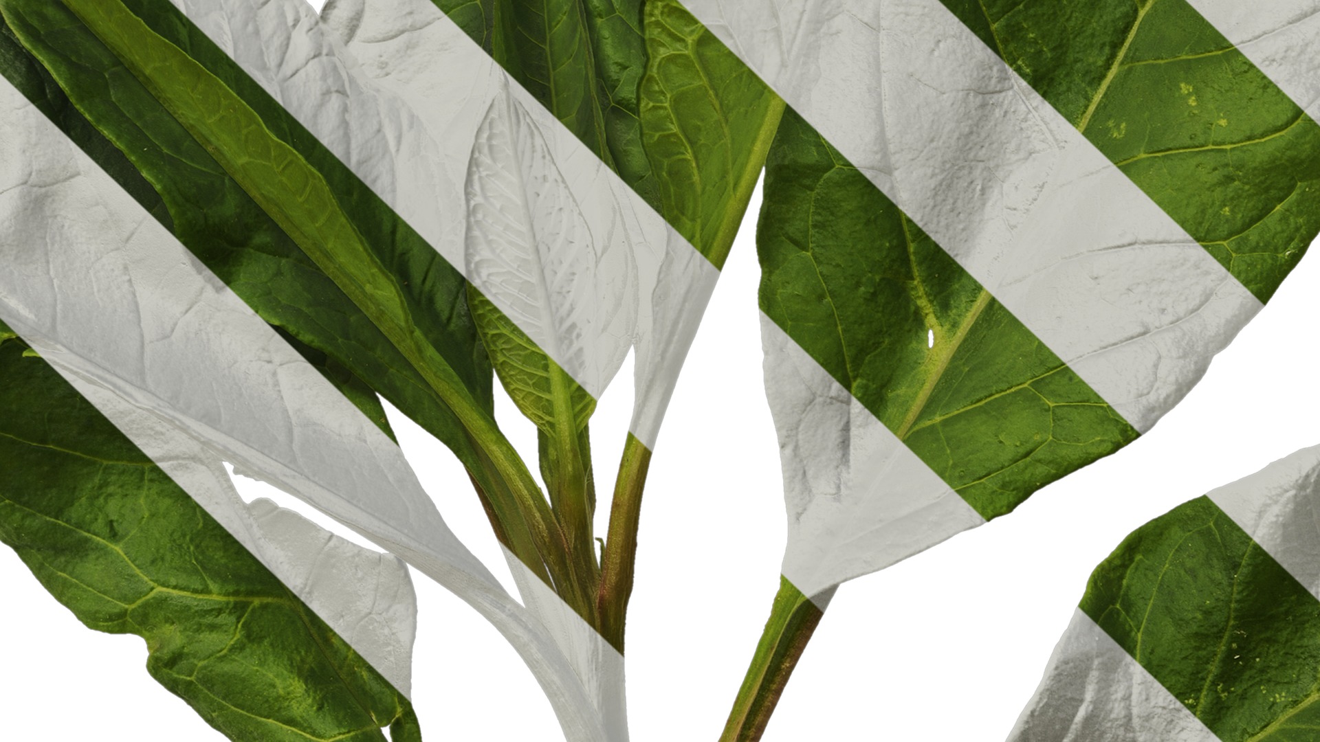 Anydrafts Rumex crispus Atlas 11 Texture_7