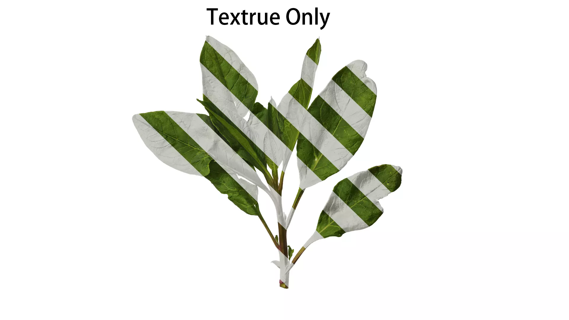 Anydrafts Rumex crispus Atlas 11 Texture_0