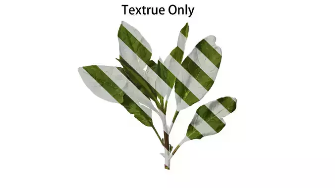 Anydrafts Rumex crispus Atlas 11