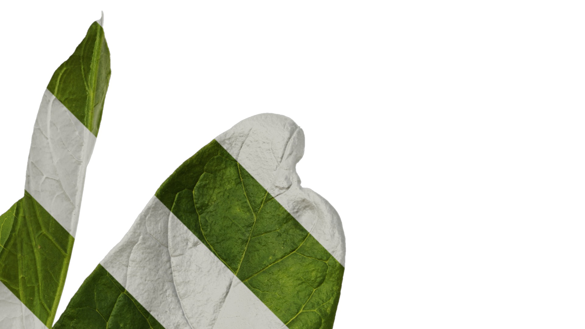 Anydrafts Rumex crispus Atlas 11 Texture_2