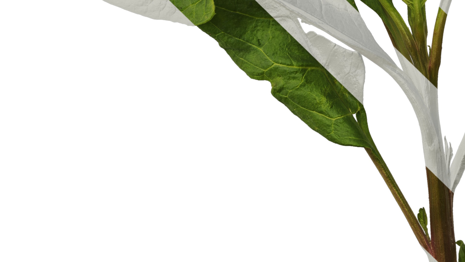 Anydrafts Rumex crispus Atlas 11 Texture_5