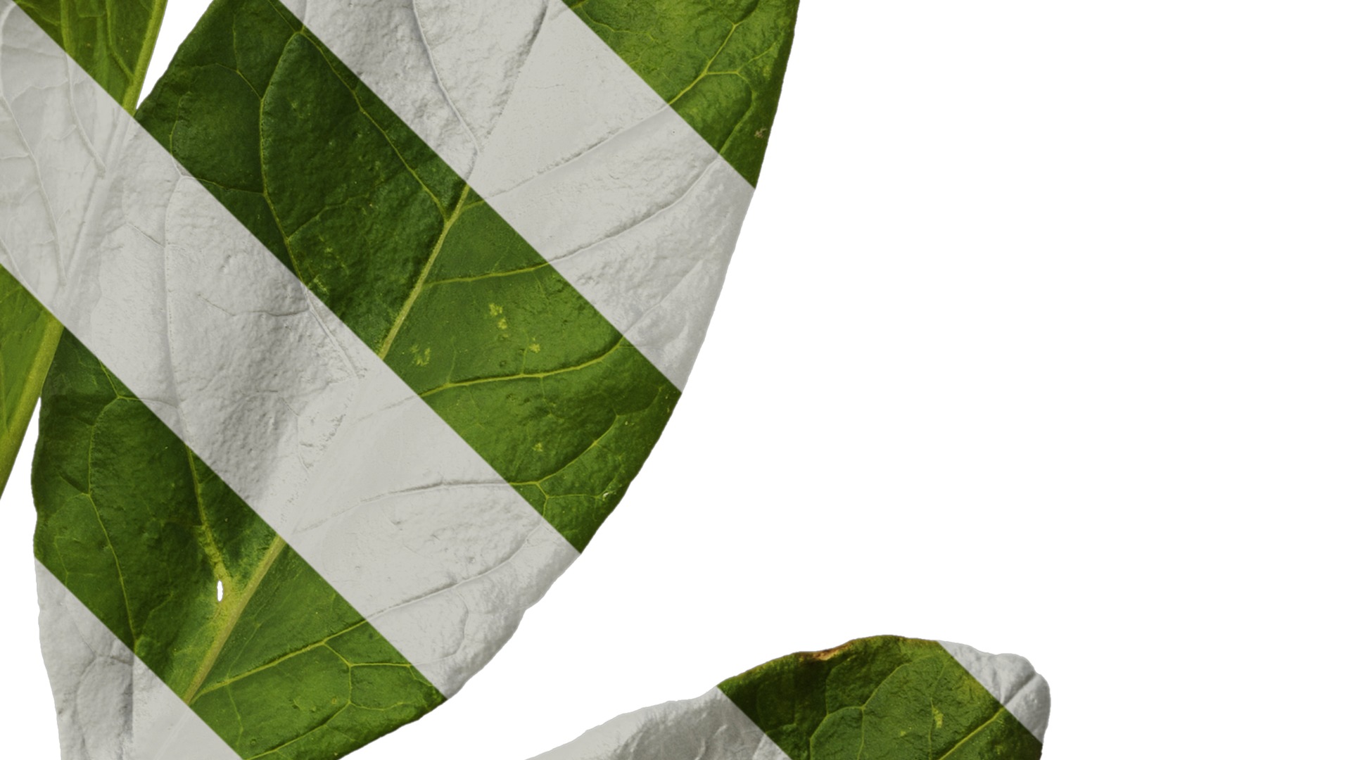 Anydrafts Rumex crispus Atlas 11 Texture_4