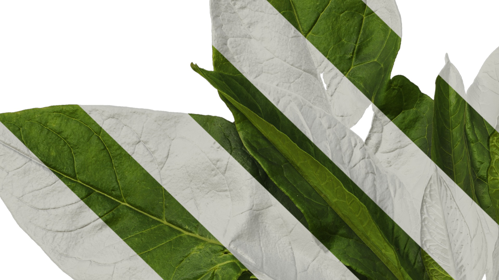 Anydrafts Rumex crispus Atlas 11 Texture_3