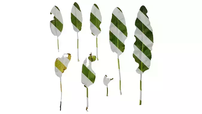 Anydrafts Rumex crispus Leaf 05