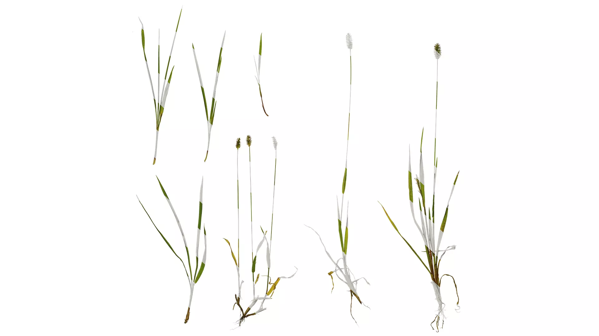 Anydrafts Setaria viridis Atlas 02 Texture