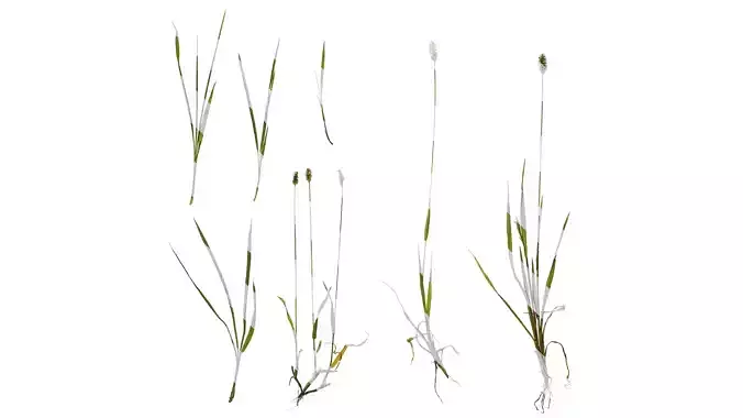 Anydrafts Setaria viridis Atlas 02