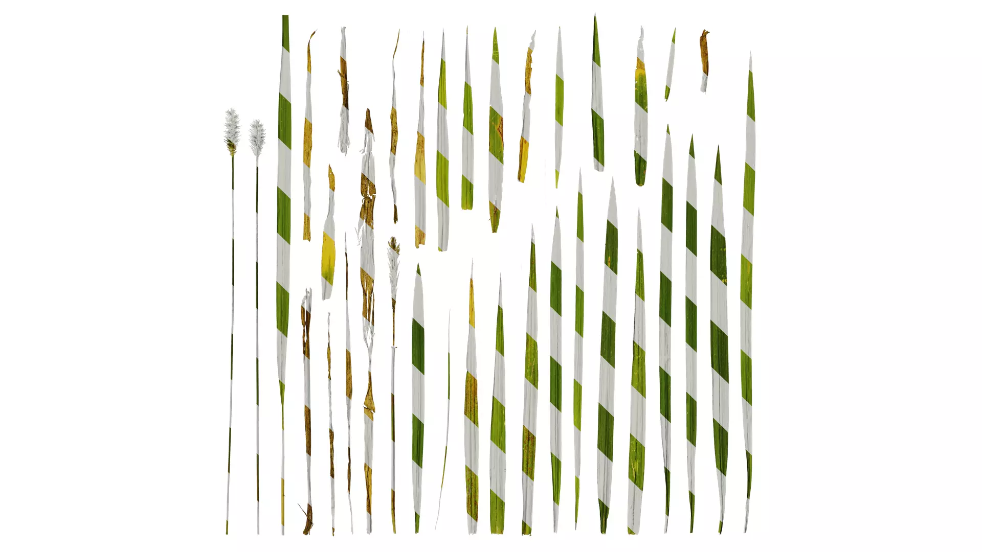 Anydrafts Setaria viridis Atlas 03 Texture