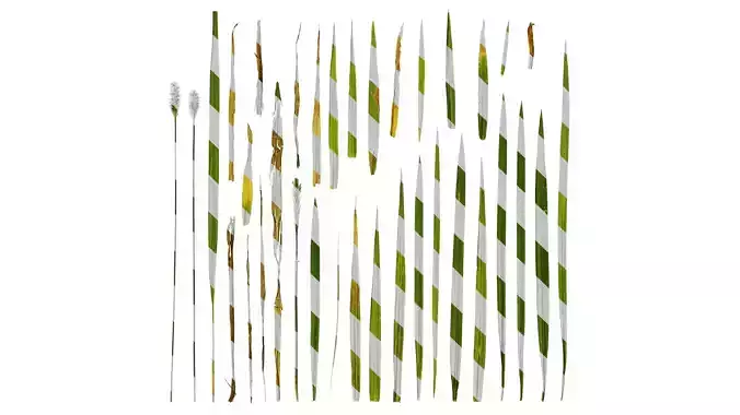 Anydrafts Setaria viridis Atlas 03