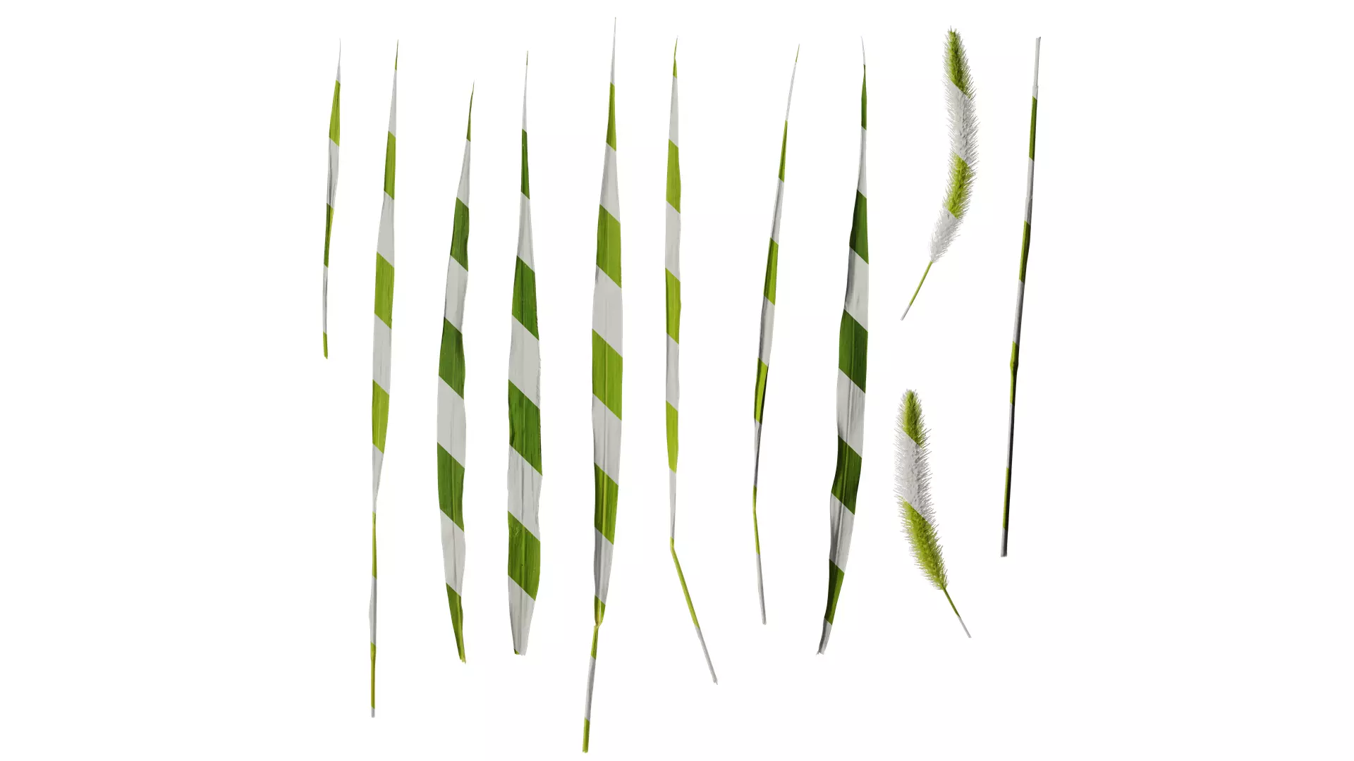 Anydrafts Setaria viridis Atlas 05 Texture_0