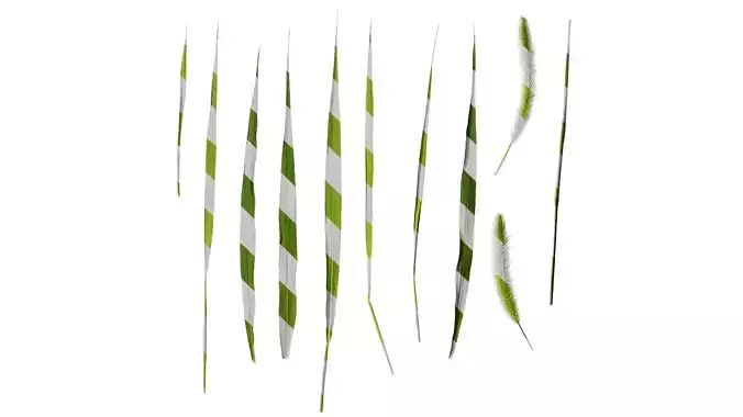 Anydrafts Setaria viridis Atlas 05