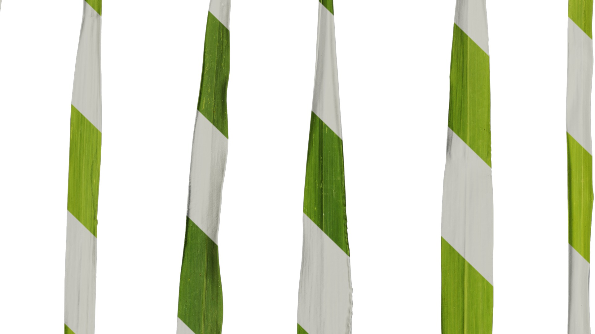 Anydrafts Setaria viridis Atlas 05 Texture_3