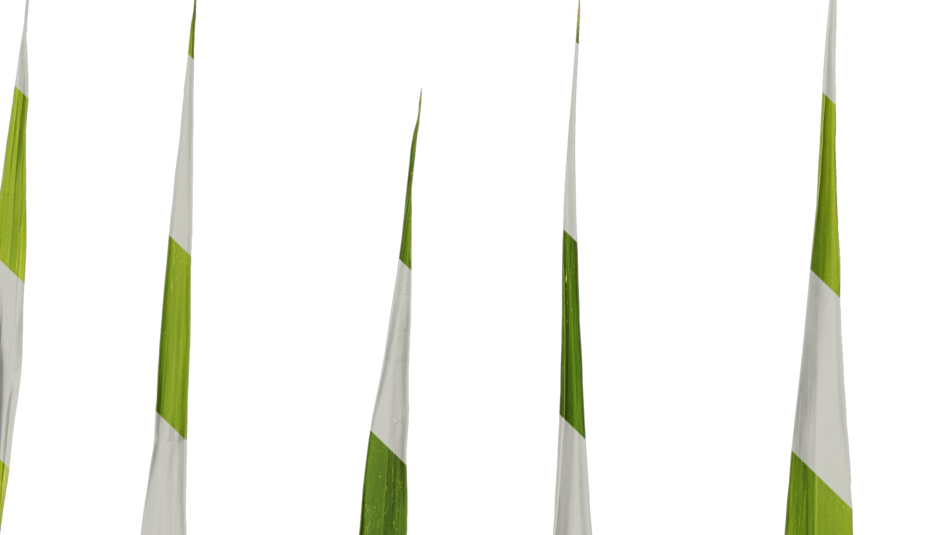 Anydrafts Setaria viridis Atlas 05 Texture_1