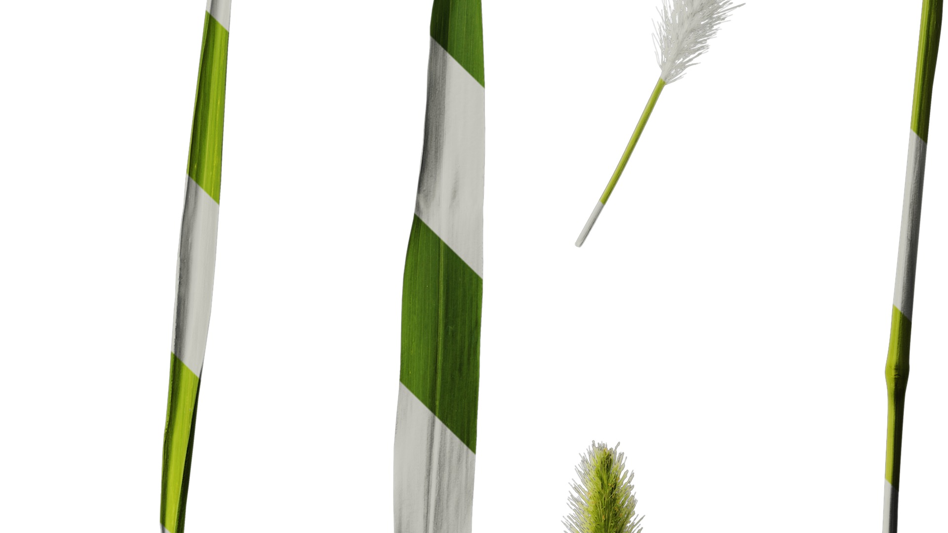 Anydrafts Setaria viridis Atlas 05 Texture_4