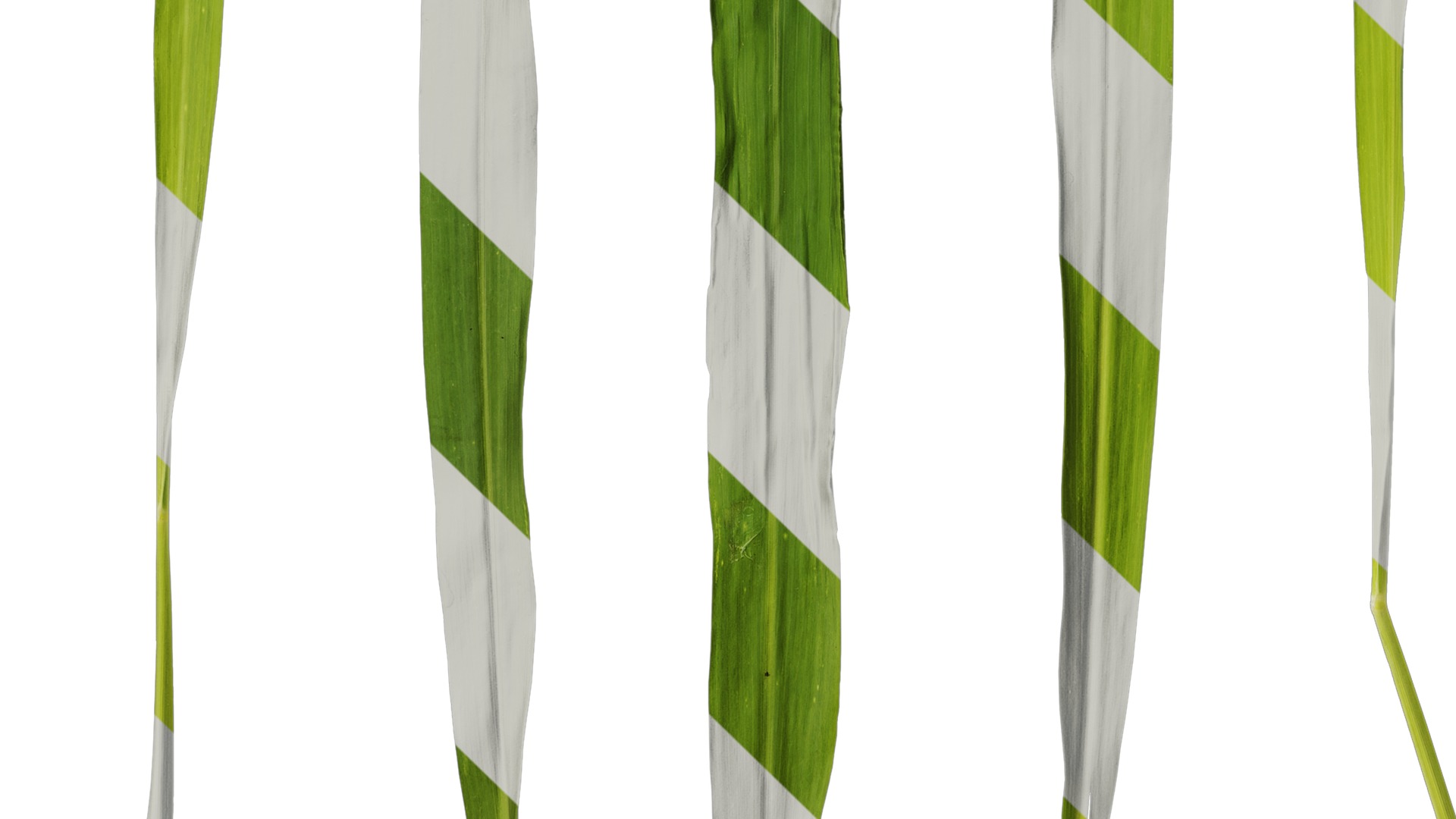 Anydrafts Setaria viridis Atlas 05 Texture_5