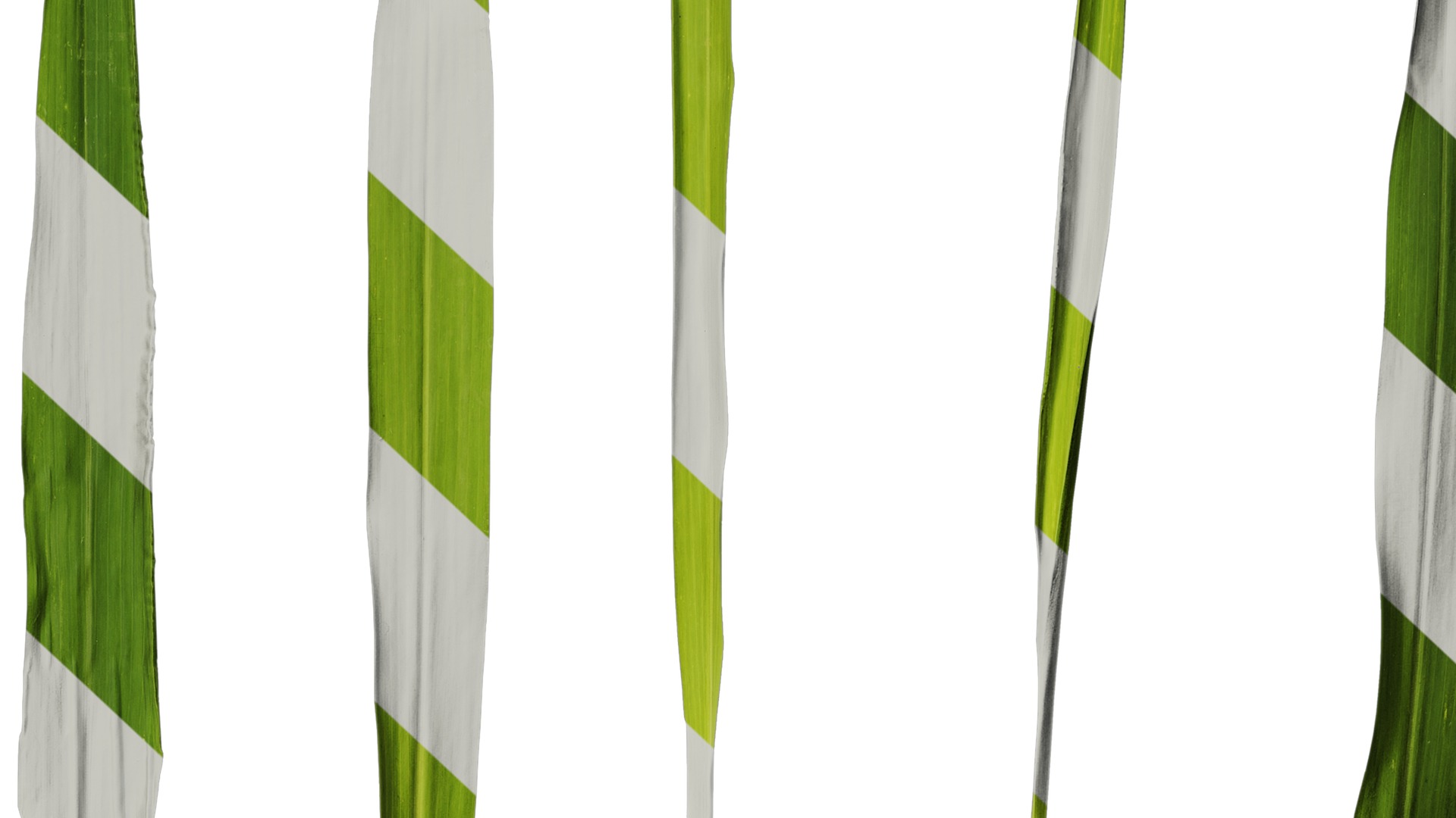 Anydrafts Setaria viridis Atlas 05 Texture_7