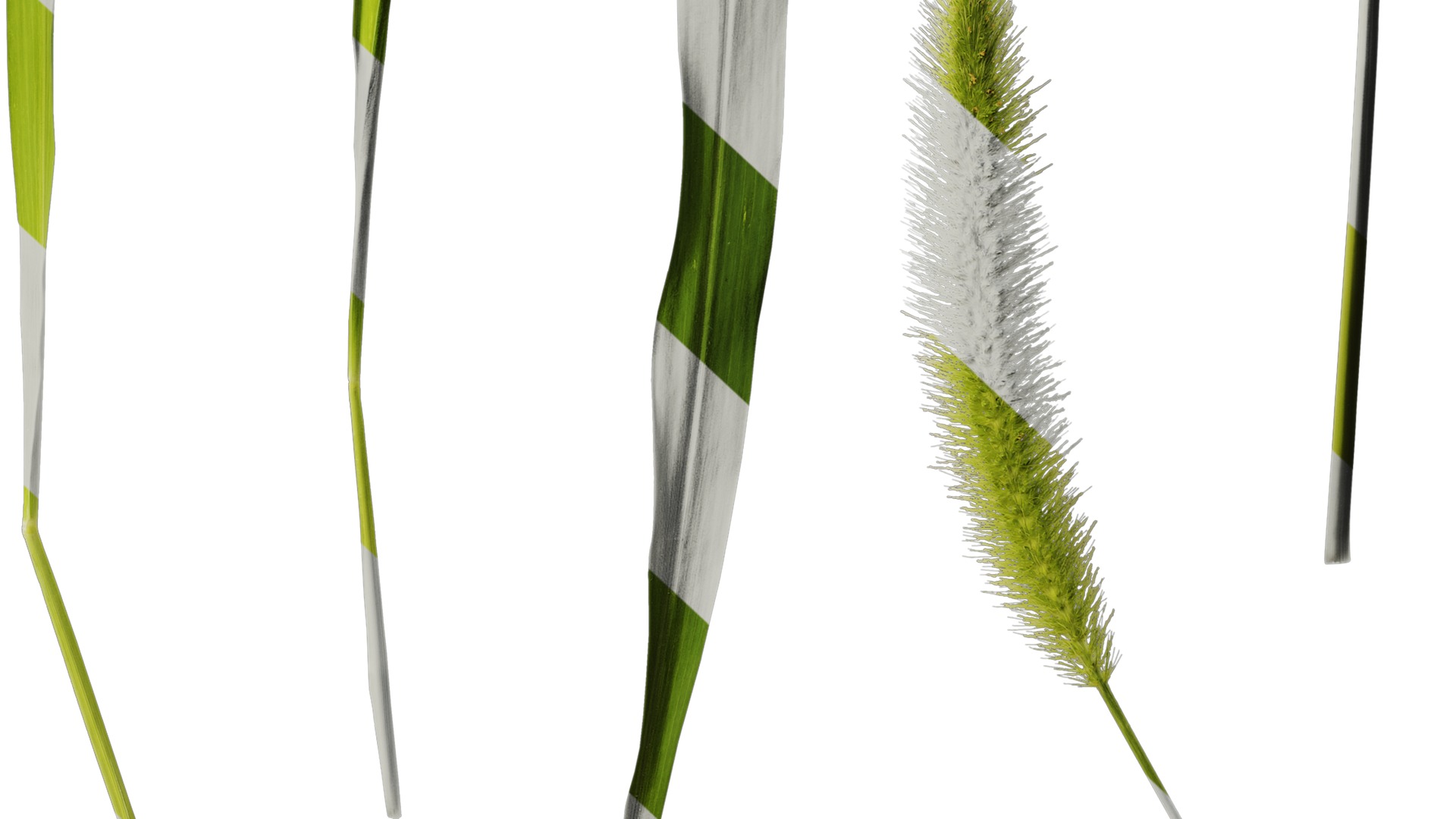 Anydrafts Setaria viridis Atlas 05 Texture_6