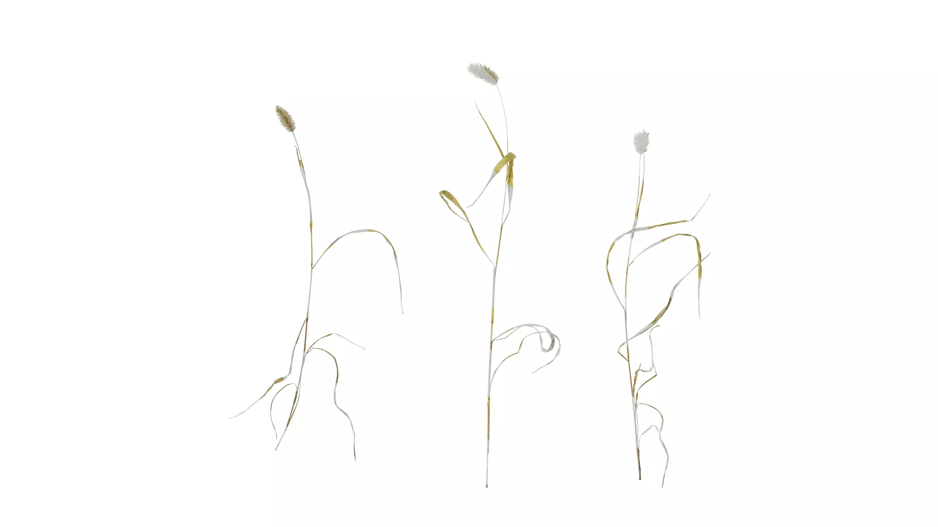 Anydrafts Setaria viridis Atlas 07 Texture