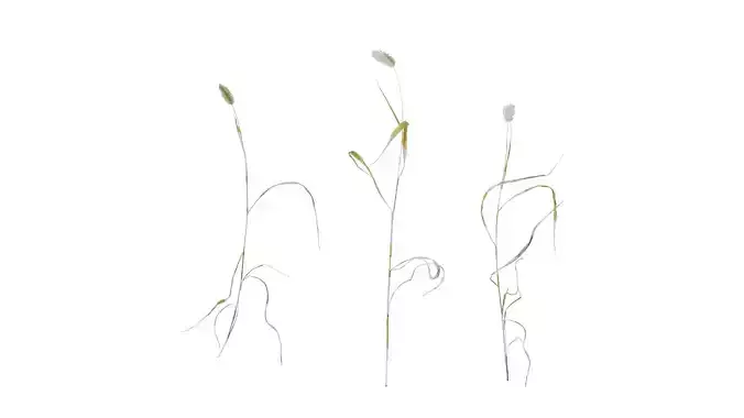 Anydrafts Setaria viridis Atlas 07