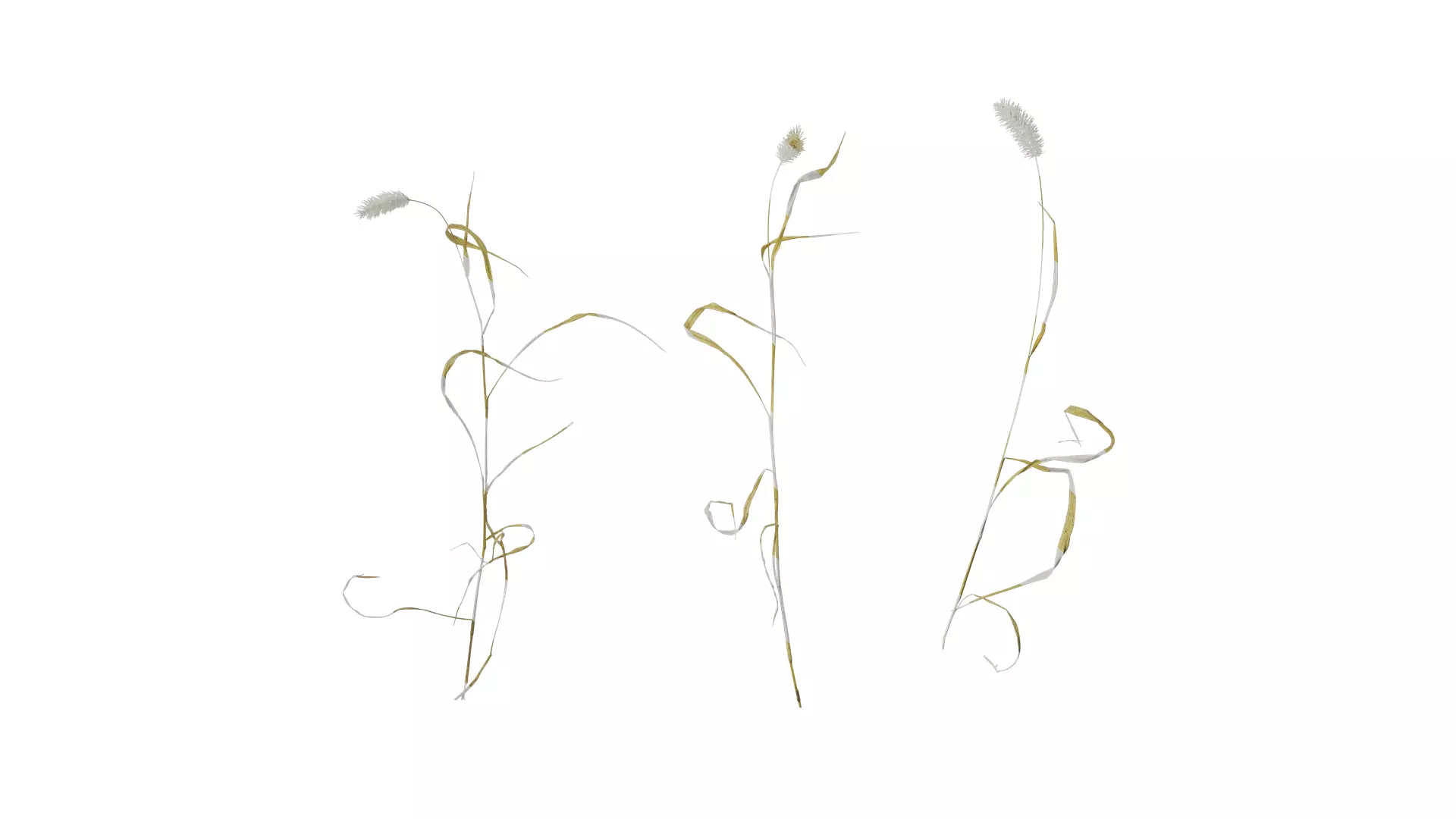 Anydrafts Setaria viridis Atlas 08 Texture