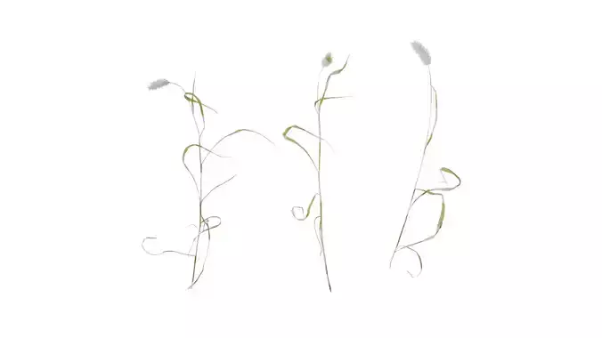 Anydrafts Setaria viridis Atlas 08