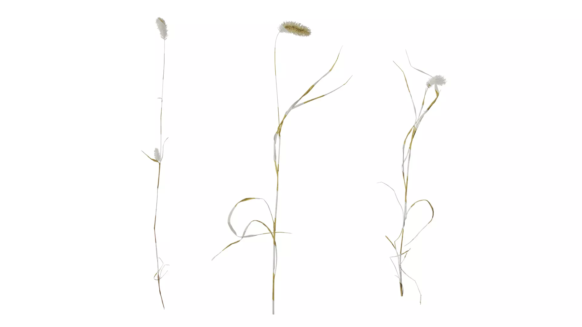 Anydrafts Setaria viridis Atlas 09 Texture