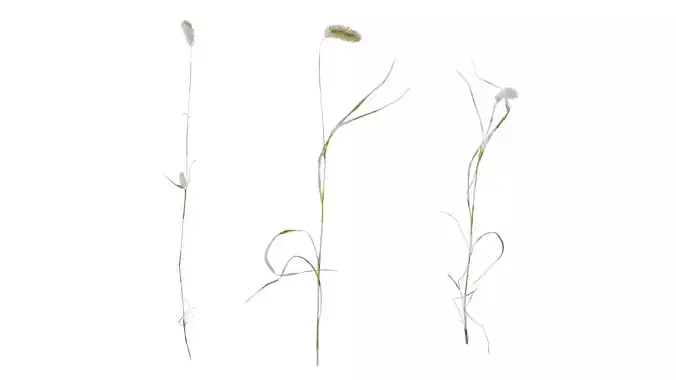 Anydrafts Setaria viridis Atlas 09