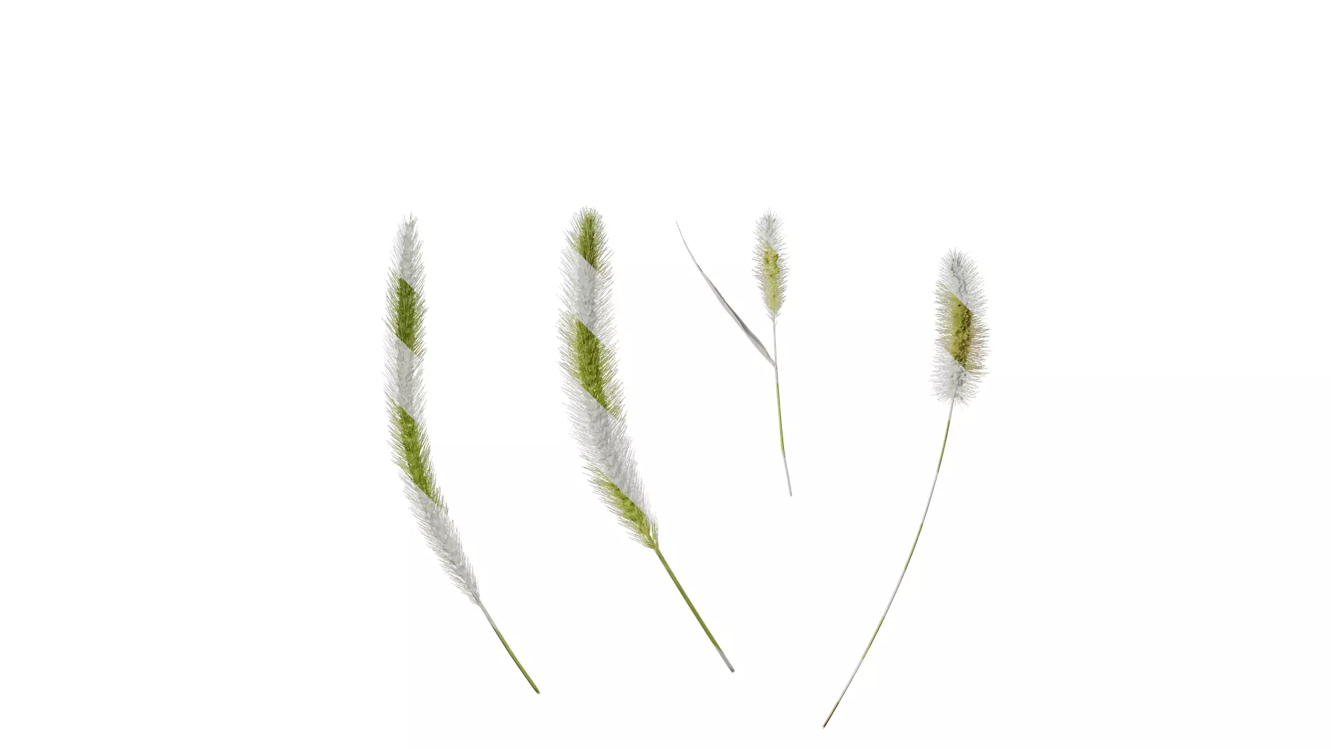 Anydrafts Setaria viridis Flower 01 Texture