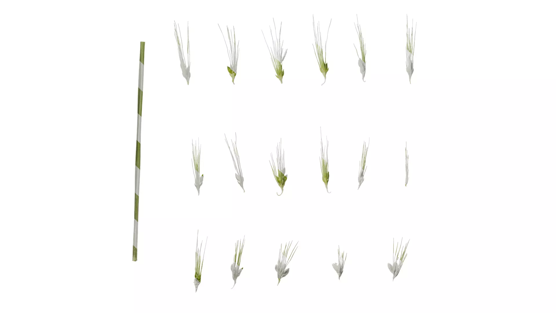 Anydrafts Setaria viridis Flower 02 Texture