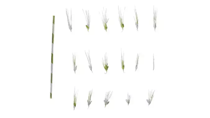 Anydrafts Setaria viridis Flower 02